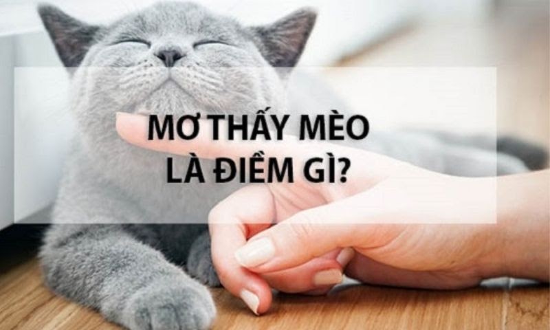 Giải mã giấc mơ thấy mèo