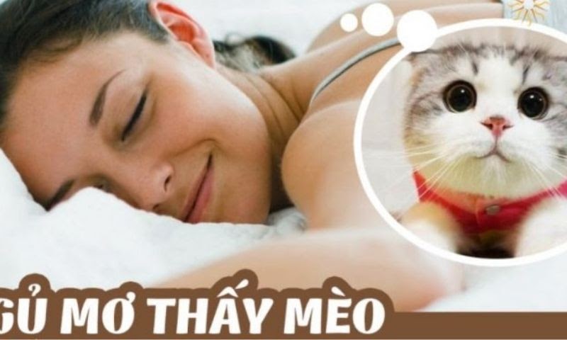 Mơ thấy con mèo đánh số mấy