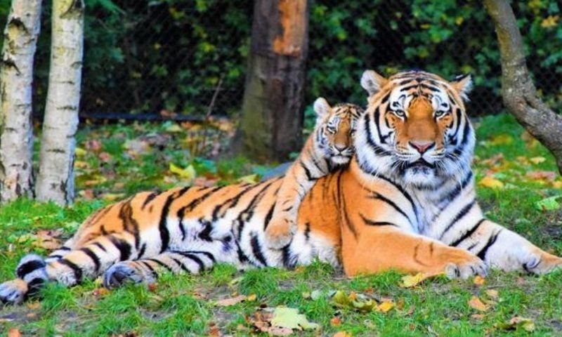 Nằm mơ thấy cọp đánh số mấy? 