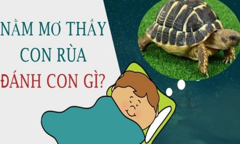 Nằm chiêm bao thấy rùa thì đánh số mấy?