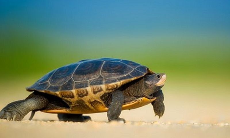 Chiêm bao bắt được rùa