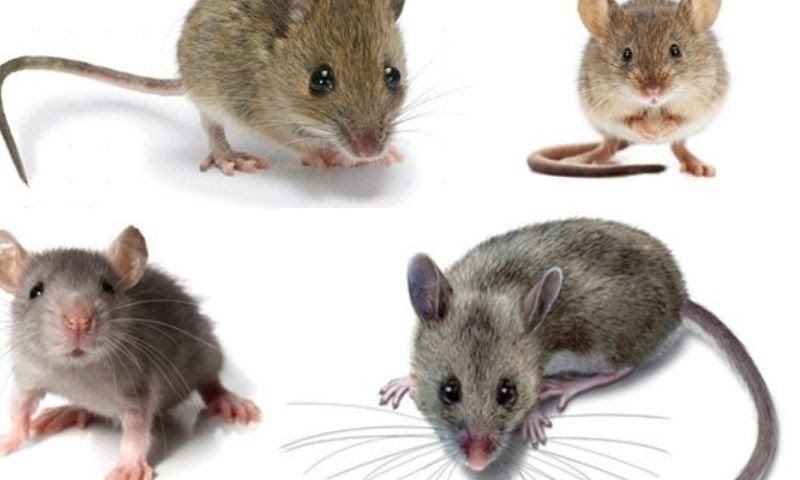 Giải mã giấc mơ thấy chuột