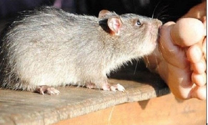 Nằm mơ thấy chuột cắn