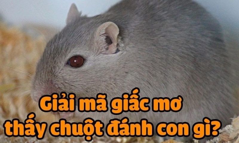 Nằm mơ thấy con chuột đánh số mấy
